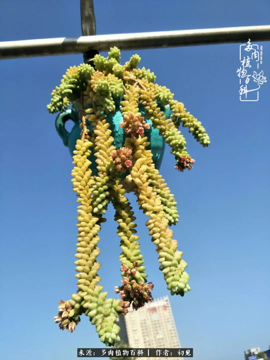 从开始养多肉就对多肉疯狂热爱,多肉美肉控养方法