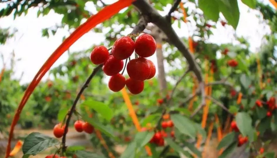 澶╂按绉﹀窞澶фū妗冪孩閫忓崐杈瑰ぉ,鐢樿們澶╂按绉﹀窞寰愬灞卞ぇ妯辨