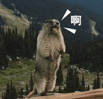 最新gucci口红,gucci新口红上线