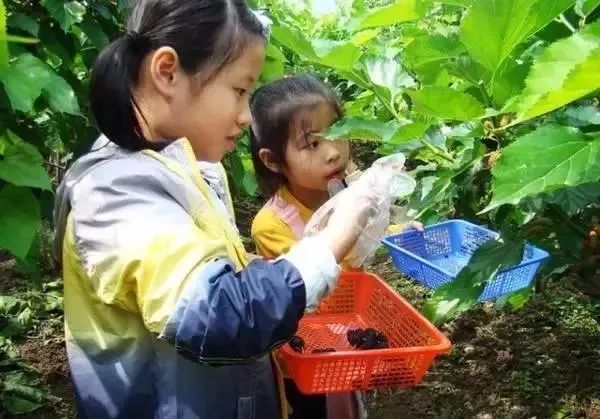 AreYouReady~~~第六届桑果紫酒节火爆来袭！采桑葚，赏演出，如此“葚”好！