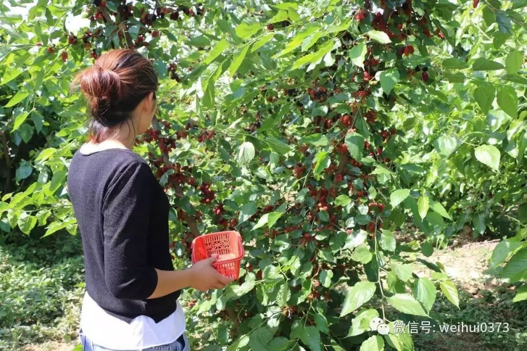 桑树效益知多少！桑叶用途多，桑葚效益高！