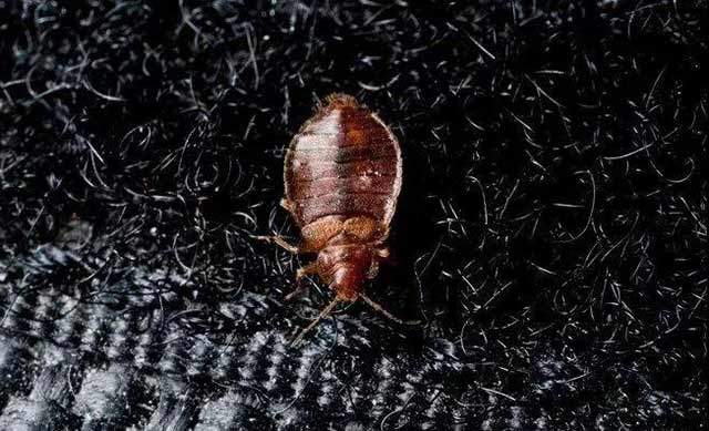 家里有臭虫怎么消灭最快方法,家里的臭虫都藏在哪里如何消灭