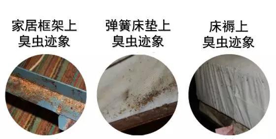家里发现臭虫应该怎么消灭它们,家里发现臭虫怎么治疗