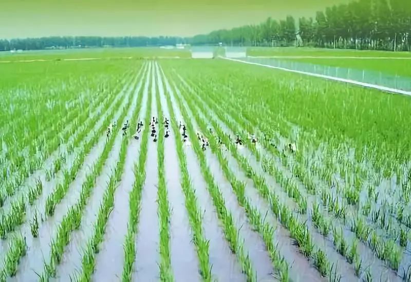 怎样才能卖到好米,好米怎么蒸粒粒分明