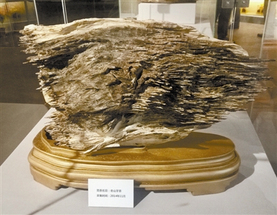 沉香精油守卫家人健康的万香之王,古沉香植物