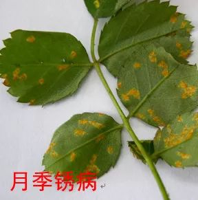 果汁阳台月季如何防治病虫害,藤本月季的病虫害及防治