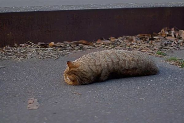 日本“手工鬼才”捏的小动物模型，比表情包还沙雕