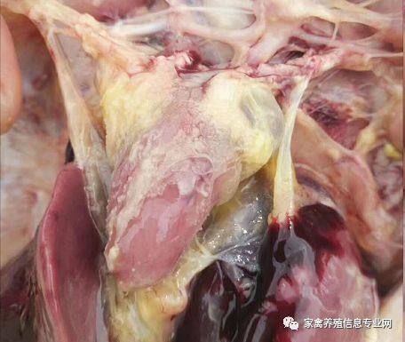 家禽呼吸道最佳治疗方案,家禽呼吸道病预防