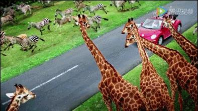 福州长隆野生动物园,福州永鸿野生动物园在哪里