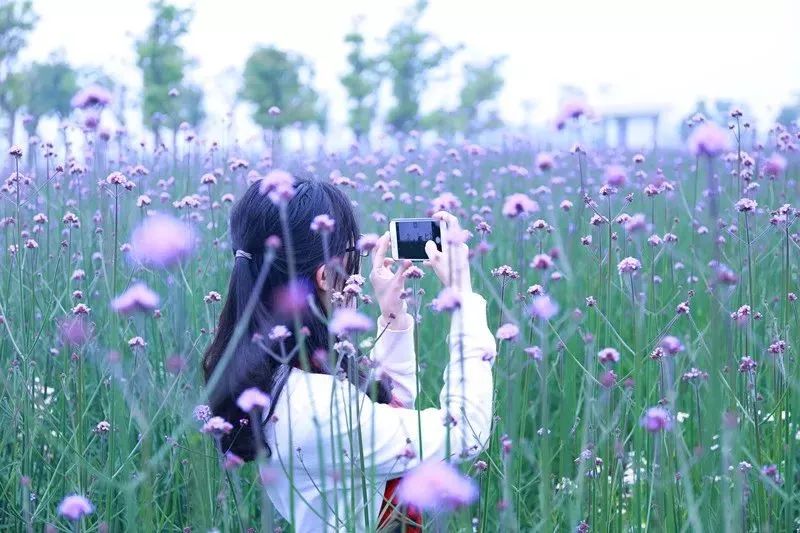 薰衣草花海活动,崇明岛薰衣草节门票价格