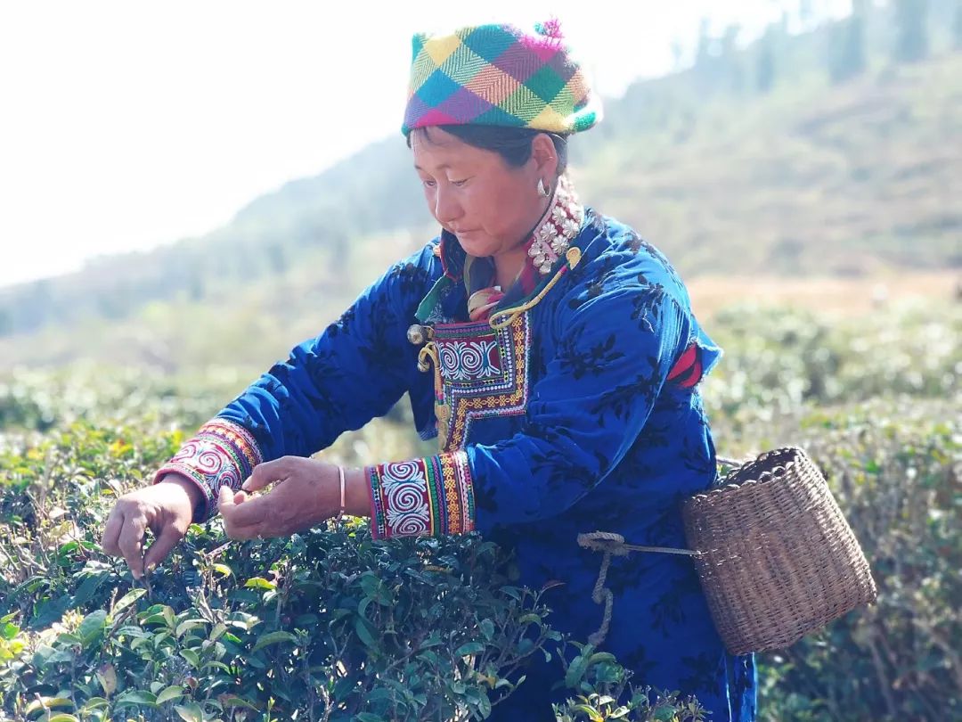 传承彝族茶文化,彝族茶的历史文化