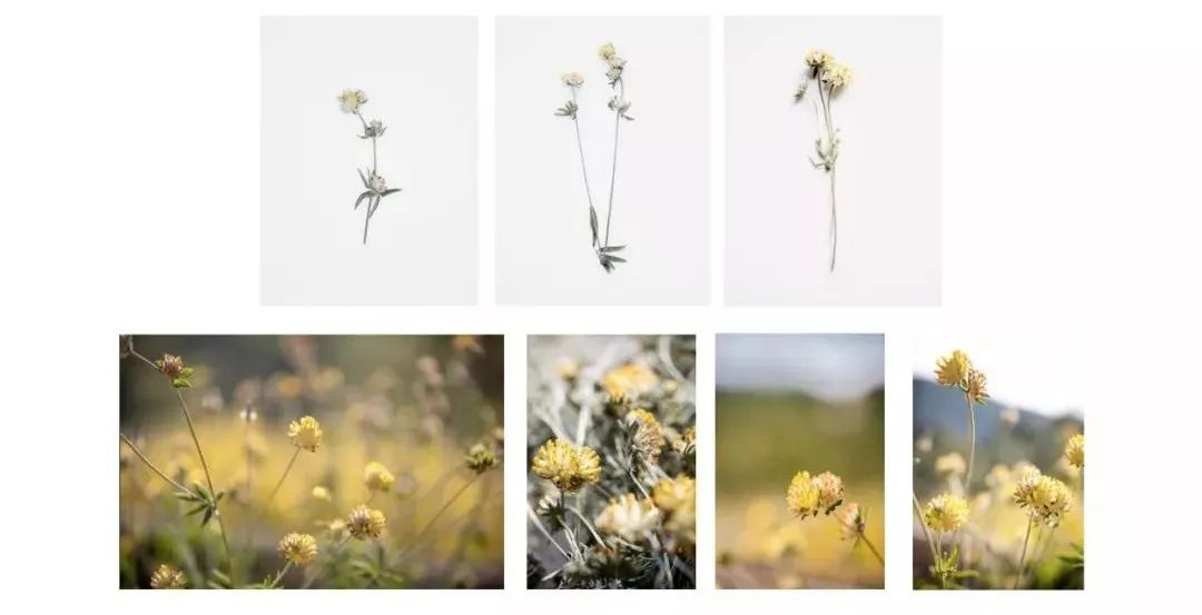 林允的命运,林允为什么这么美貌