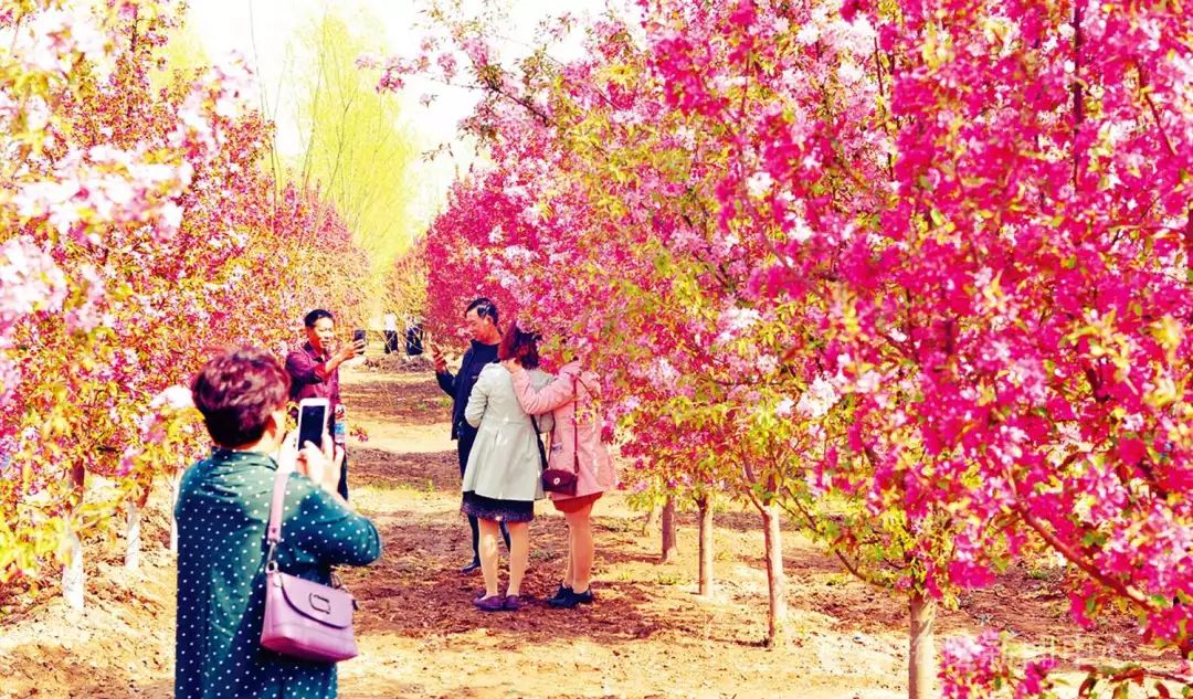 静海区绿化工程,高质量推进生态绿化建设