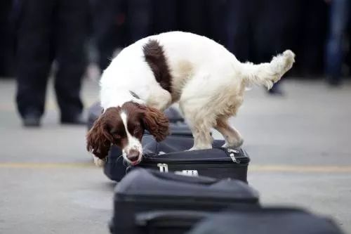 毒品对缉毒犬有没有影响,缉毒犬是不是让它有毒瘾