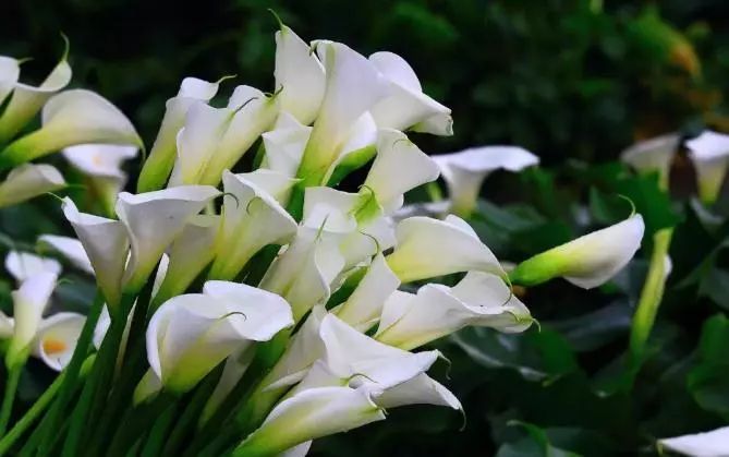 海芋对人有毒吗,海芋中毒不吃药会好吗