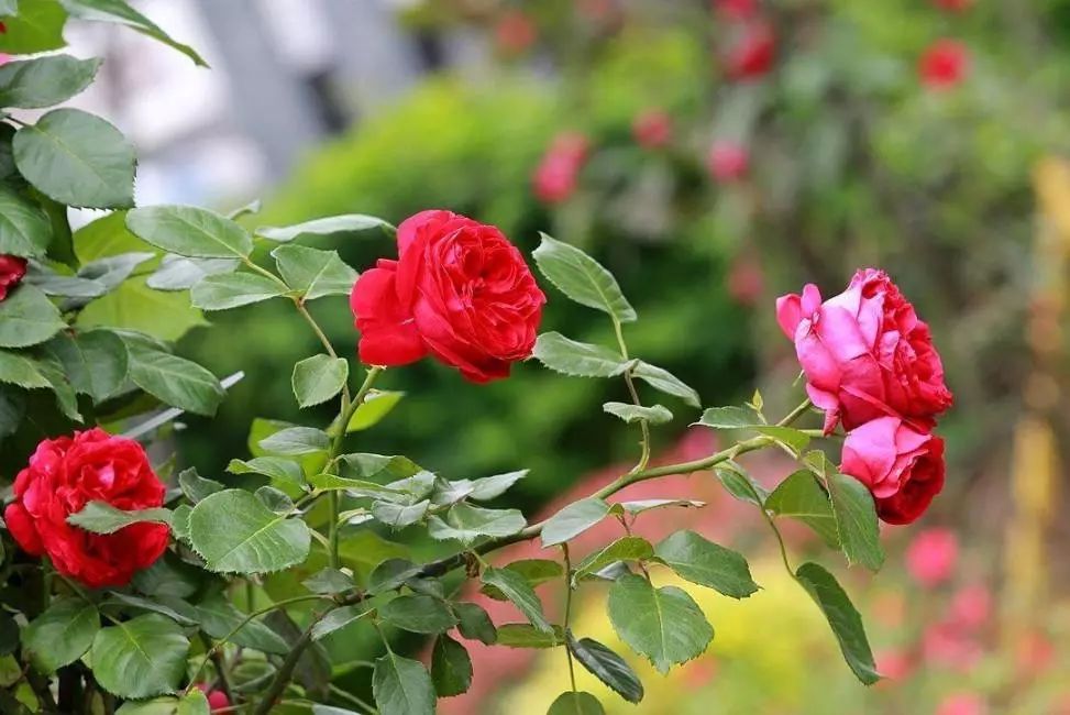 微信头像花图片,最惊艳的头像花