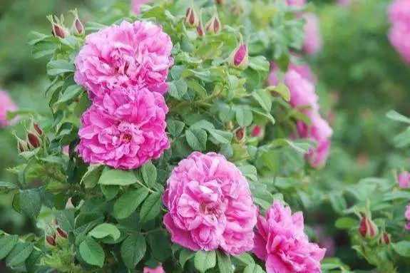 微信头像花图片,最惊艳的头像花