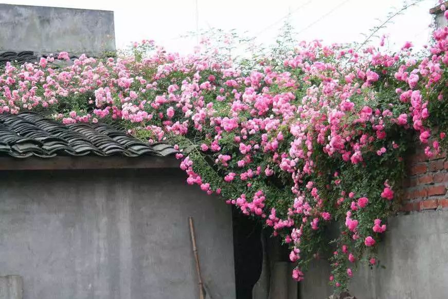 微信头像花图片,最惊艳的头像花