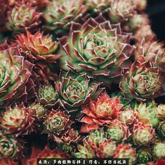 这是个什么神仙草？我被*引勾**了！不能自己一个人进坑！