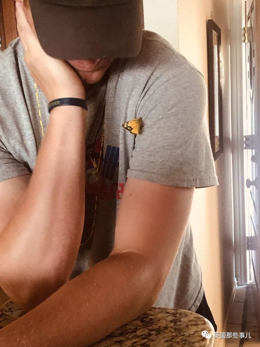 妈妈去世后化成黄蝴蝶,妈妈去世化作蝴蝶来看儿子