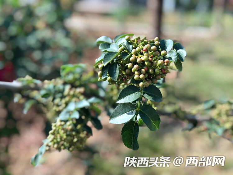 韩城花椒电商,花椒电商购销平台