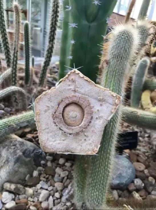 冷知识合集视频,冷知识合集超长