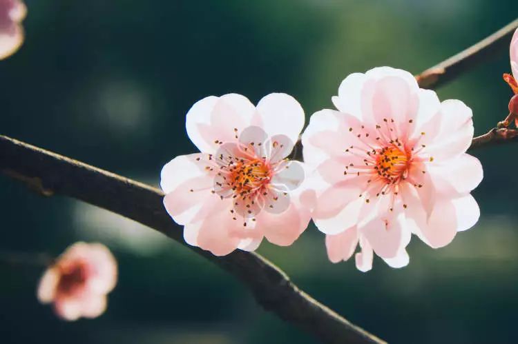 96岁北大教授夫人断食断水4天,90岁清华教授夫人断食