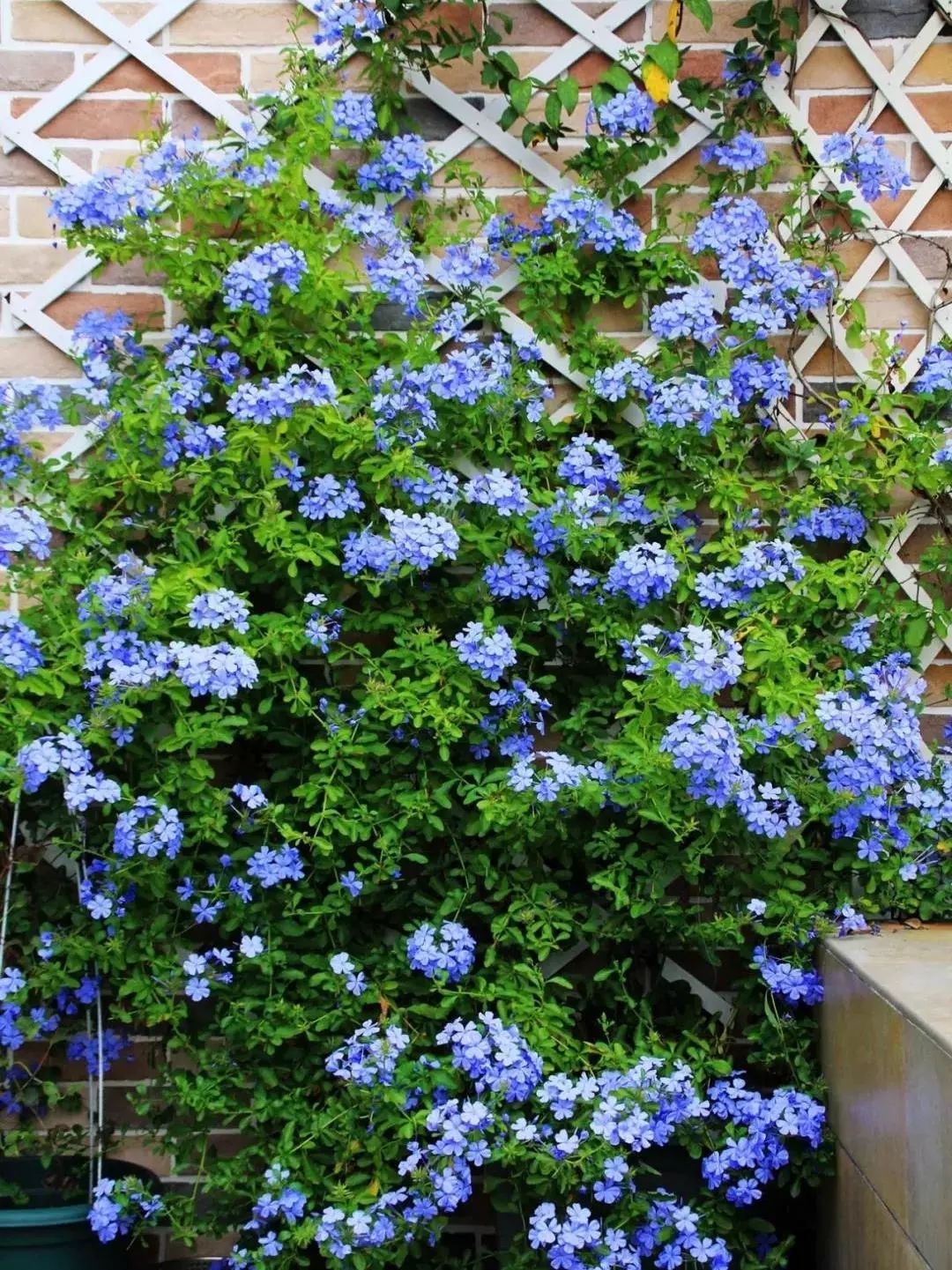 100种爬藤植物花墙,15种常用的园林观花爬藤植物