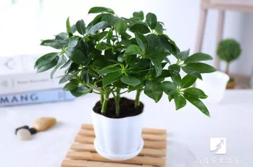 去甲醛最快的植物排行榜,装修房子吸甲醛最好的是什么植物