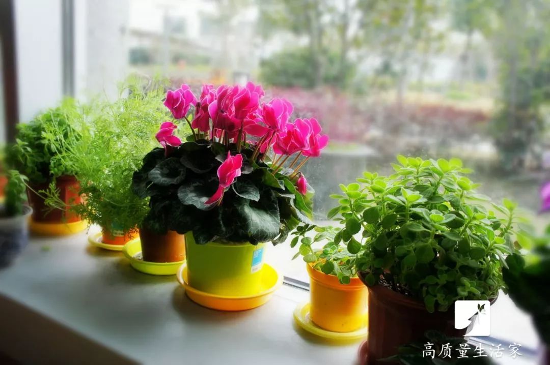 什么植物去甲醛最好又适合放卧室,吸甲醛最好的植物排行