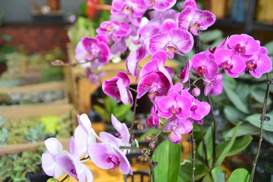 天太热怎么给花降温,天冷植物怎么淋水