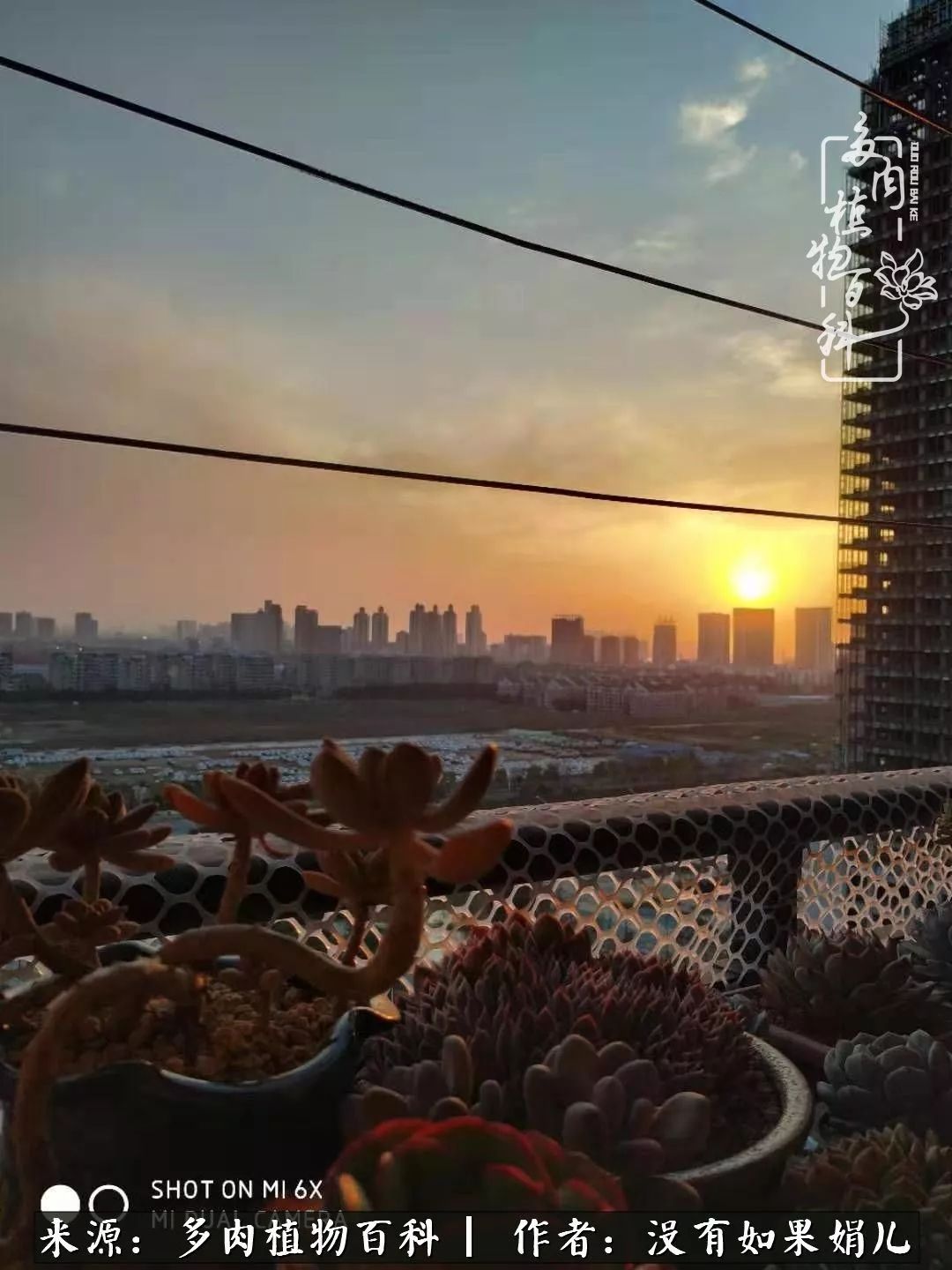 一个80后的养殖人,农村80后养肉人