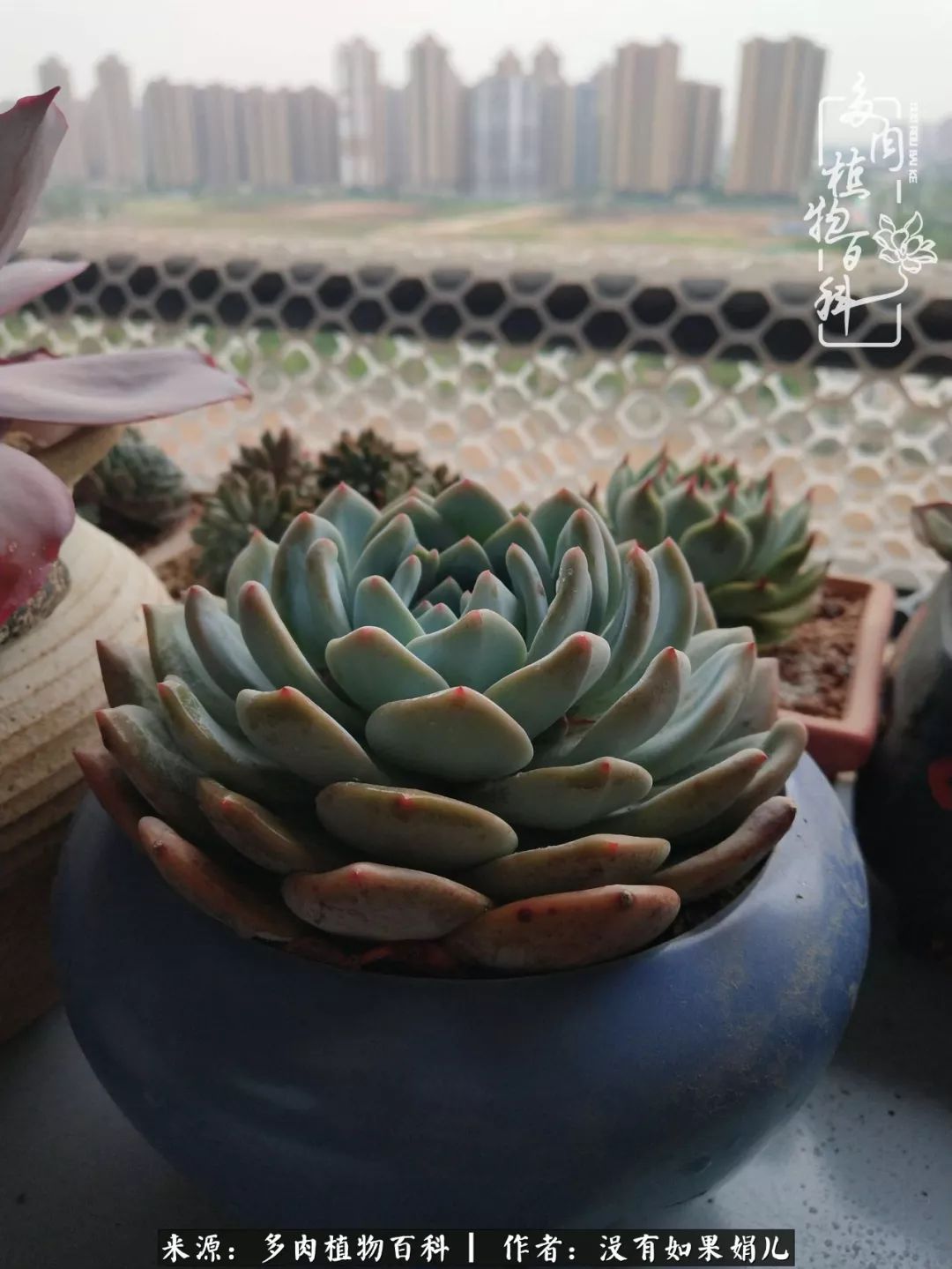 一个80后的养殖人,农村80后养肉人