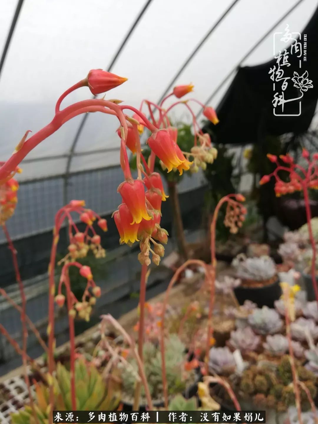 一个80后的养殖人,农村80后养肉人