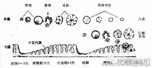 产后胎盘残留不出血怎么办,剖腹产胎盘是如何娩出的