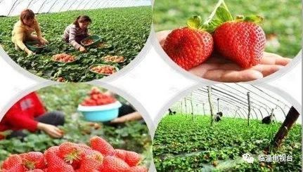 临淄花海公园在哪里,淄博临淄花海攻略