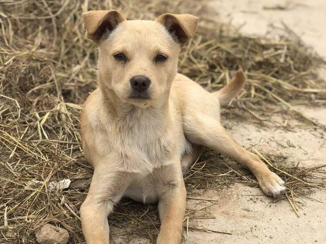 高萌来袭！真小奶猫小奶狗！|毛孩子的童年有多奶？