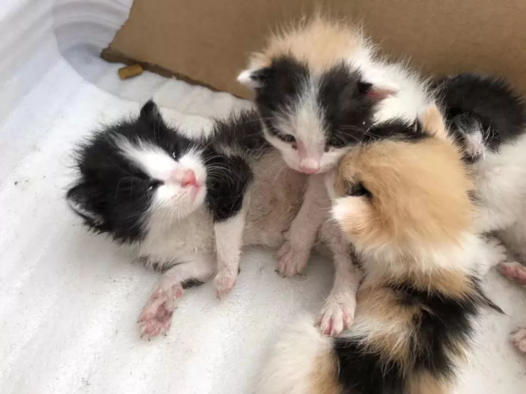 高萌来袭！真小奶猫小奶狗！|毛孩子的童年有多奶？