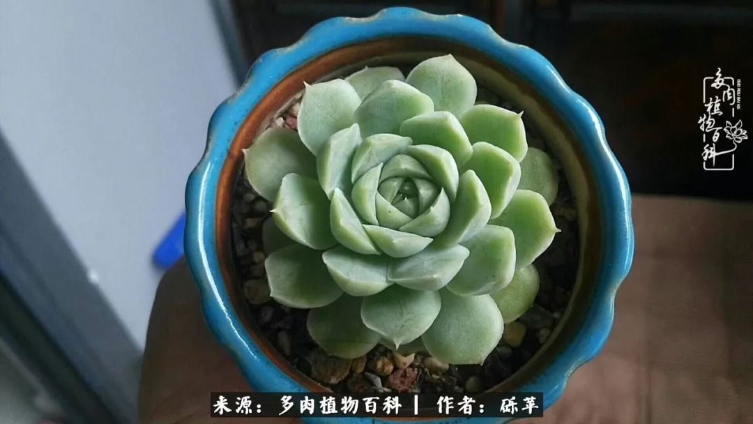 养多肉一个人就可以玩到天荒地老,养多肉的幸福其实很简单
