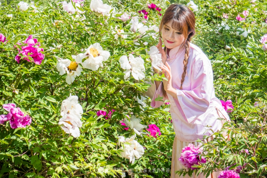 他让高寒干旱地开满牡丹花，打造西北牡丹第一园