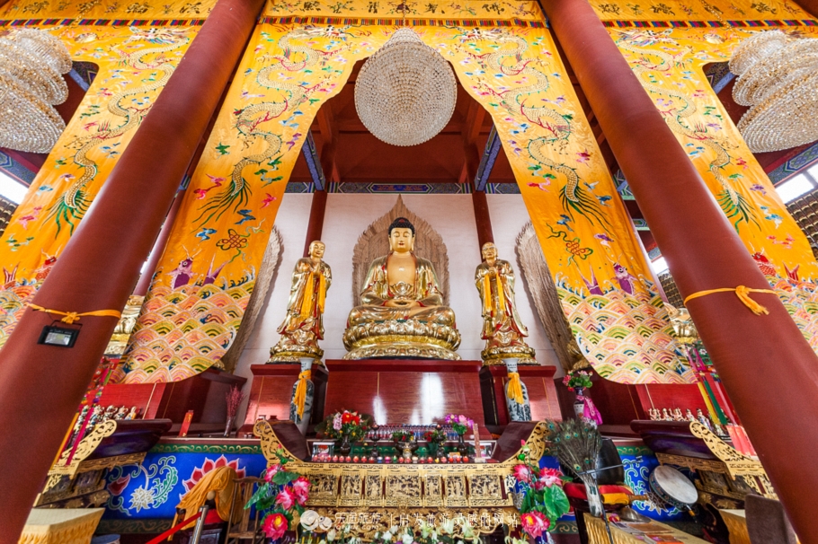 他让高寒干旱地开满牡丹花，打造西北牡丹第一园