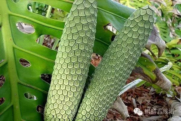 世界十大难吃水果,世界最坑人水果