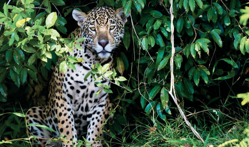 遇到野牛该如何保护自己,遇到美洲野牛怎么办