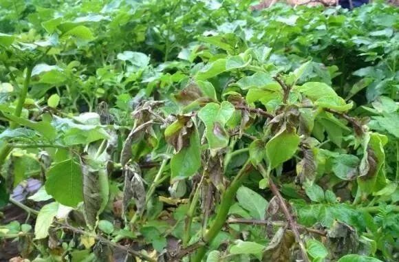 桃树各个时期病虫害防治用药方案,病虫害用药大全