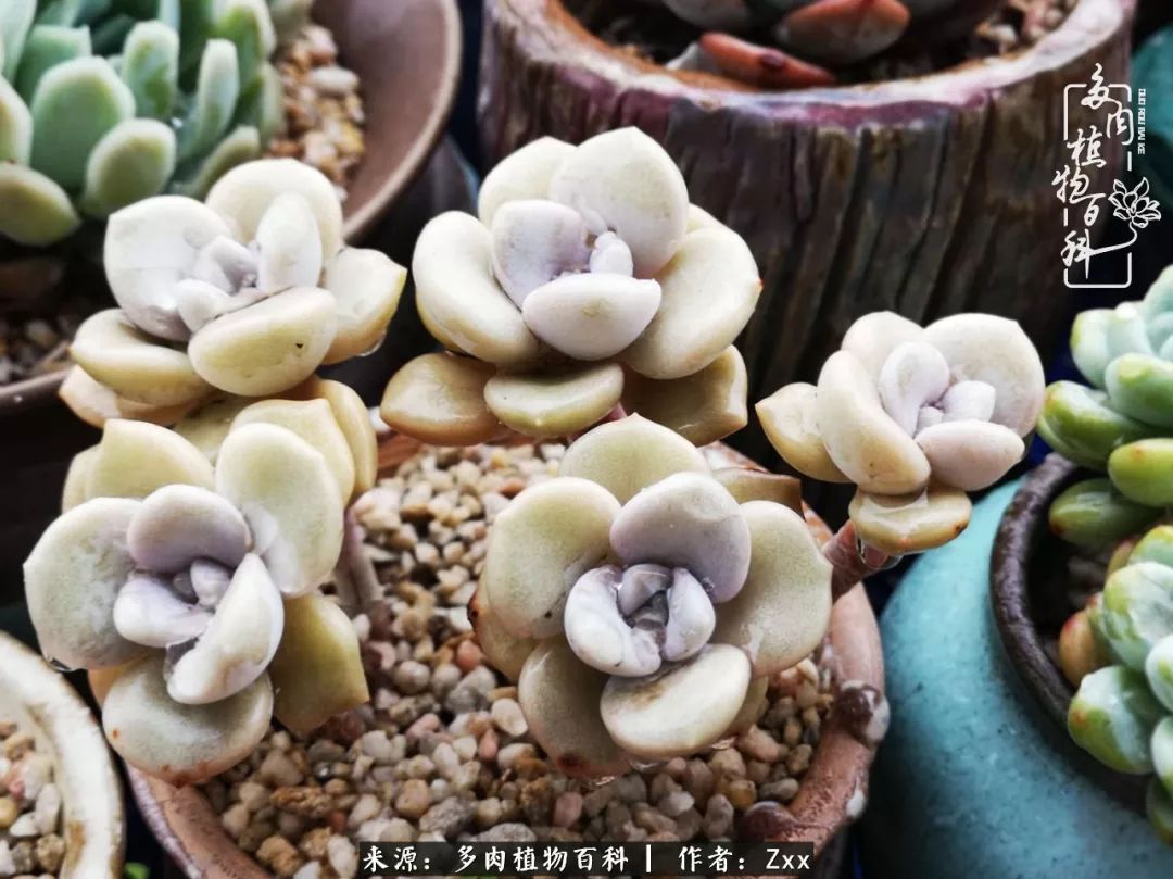 多肉怎么才能养得又美又胖,多肉的特点20个字
