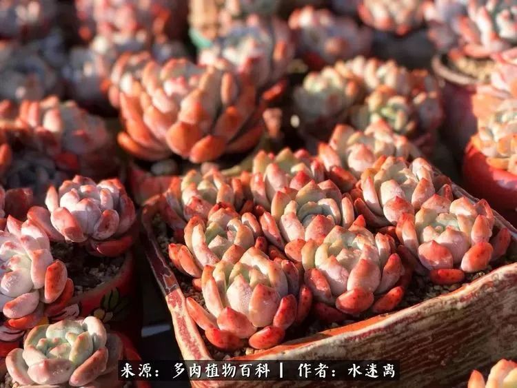 多肉怎么才能养得又美又胖,多肉的特点20个字