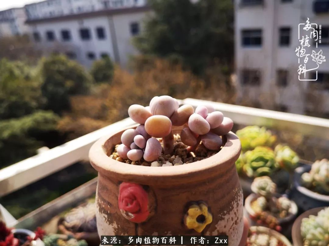 多肉怎么才能养得又美又胖,多肉的特点20个字