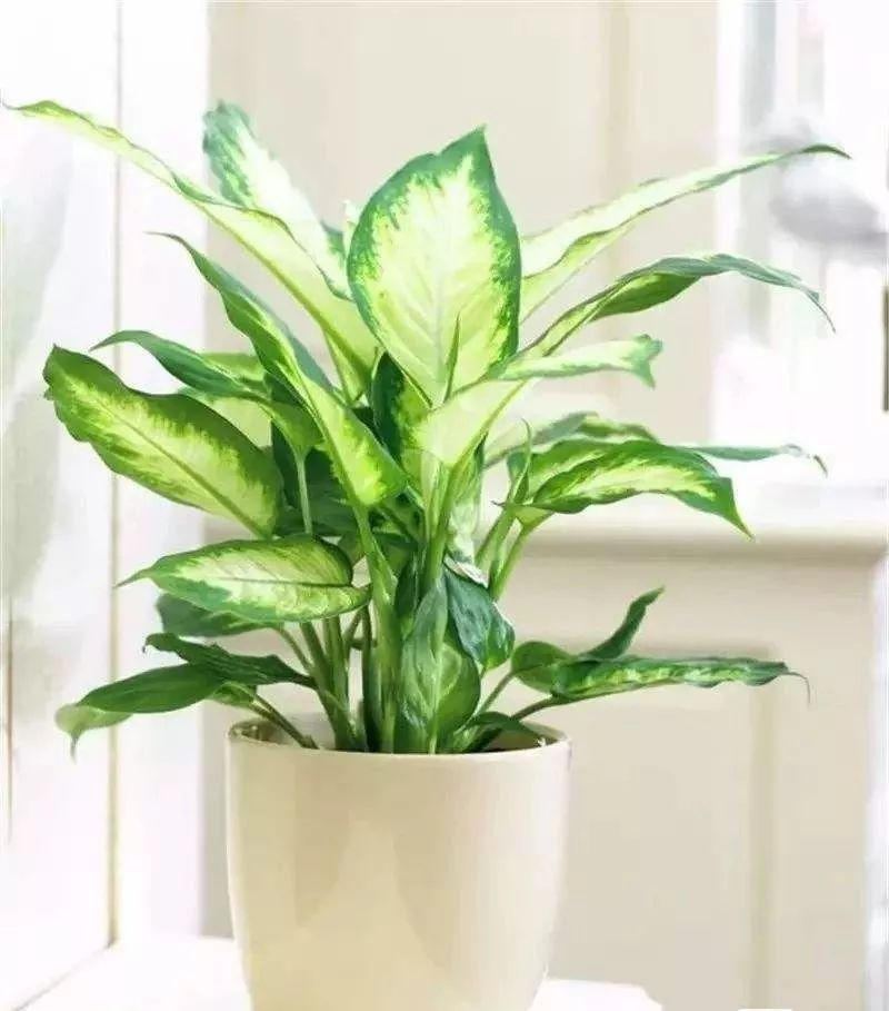 装修房子吸甲醛最好的是什么植物,吸甲醛最好的植物哪种排名第一