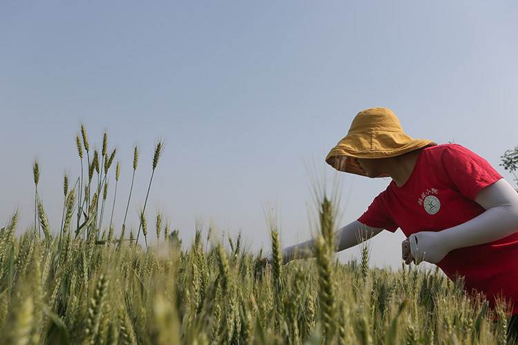 46年扎根河北曲周他们把“老碱窝”变成“米粮川”