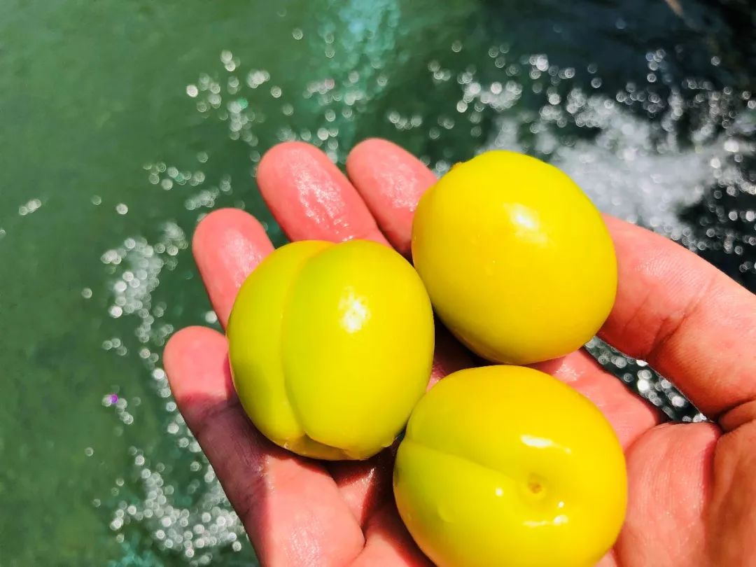 果期仅15天，*安泰**半野生珍珠杏！一口咬下满满桂花香，从牙齿蜜甜到腰！|吃货精选